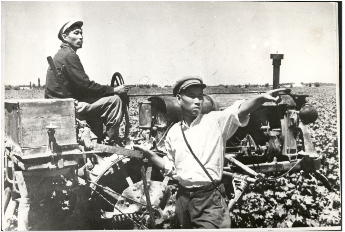 Korean workers at a collective farm in Uzbekistan in the cotton fields, late 1950s.