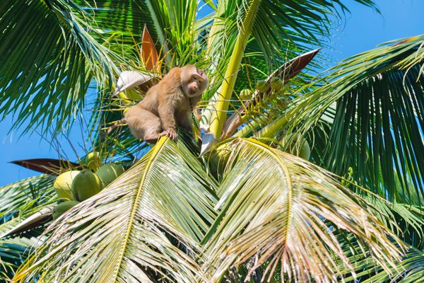 Ai Thong, a trained macaque, harvests coconuts in a family's backyard.