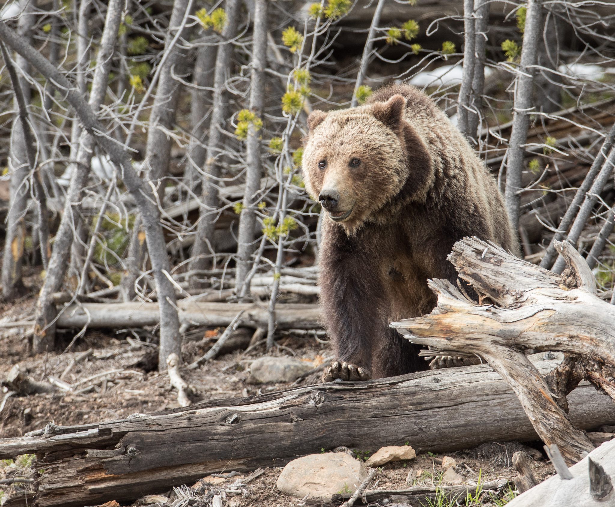 A grizzly bear in Yellowstone National Park.