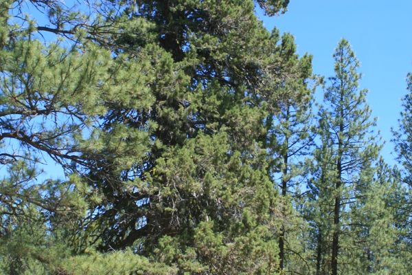 The juniper in context.