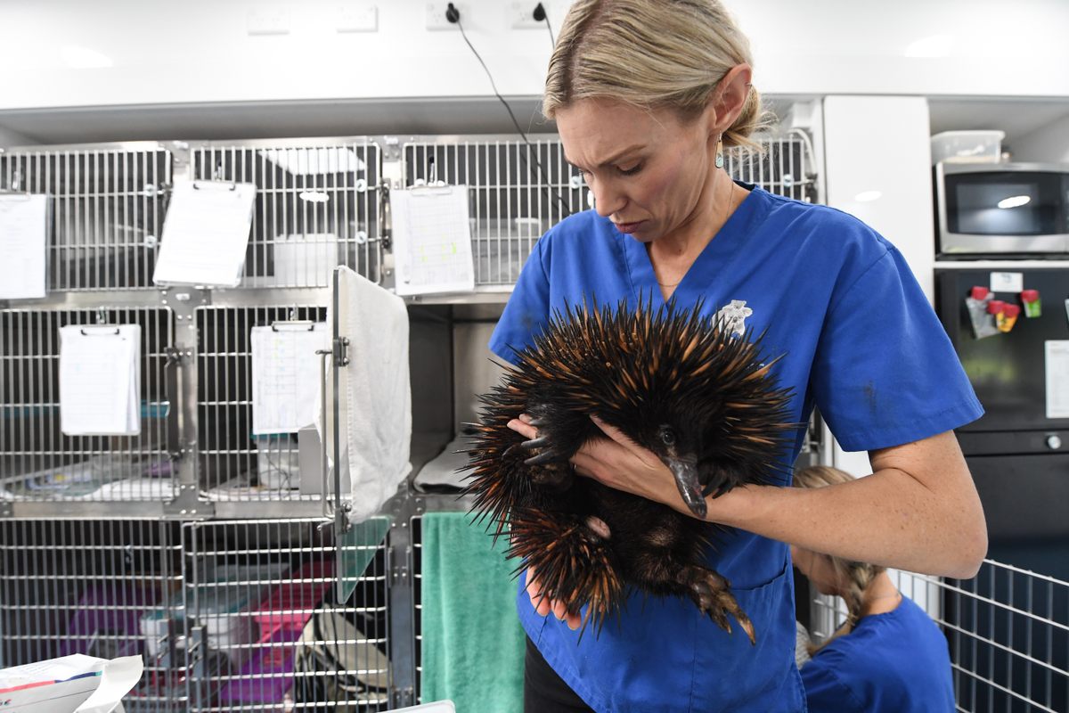 The echidna had a serious wound, likely from a car strike, under its spines.