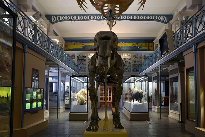 Natural History Museum Interior