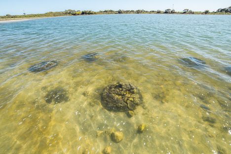 Stromatolite.