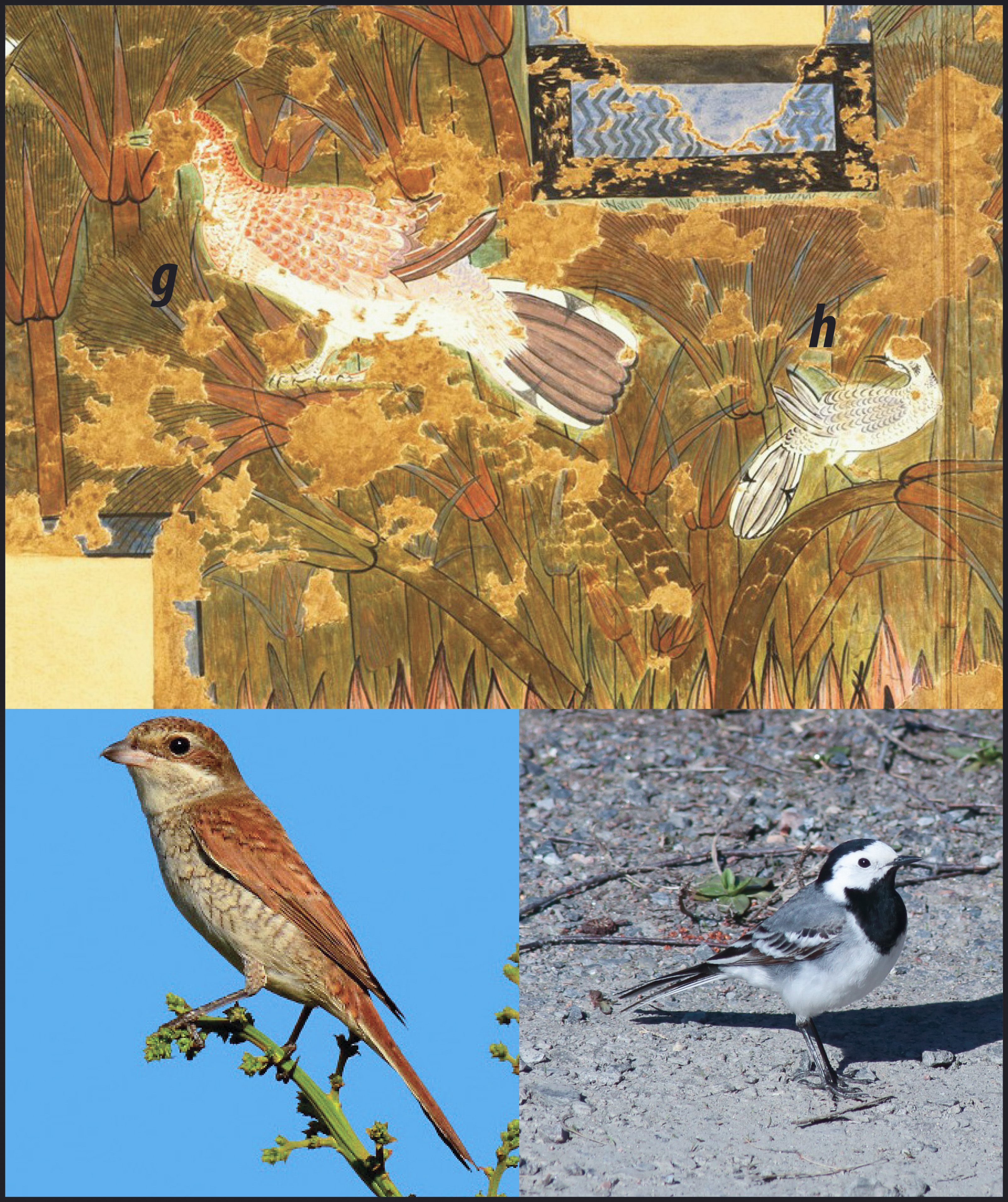 In their paper, researchers Christopher M. Stimpson and Barry J. Kemp identify the birds in the Green Room mural, including a red-backed shrike (g, bottom left) and a white wagtail (h, bottom right).