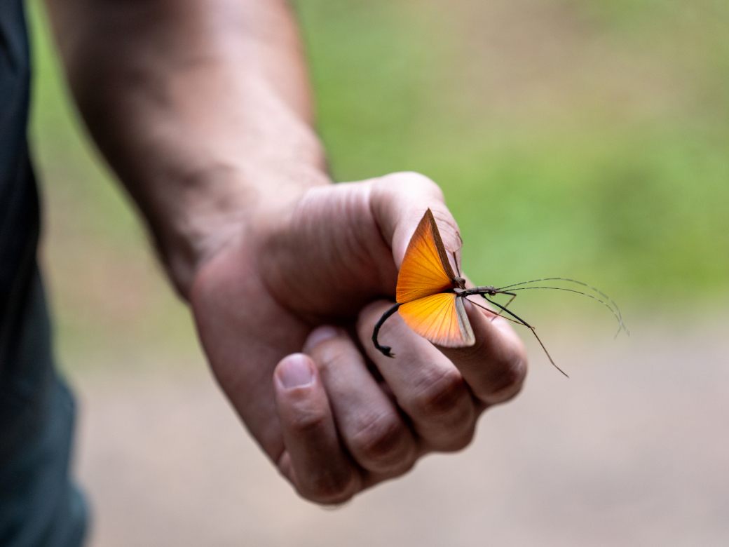 New Phasmid from Expedition Panama