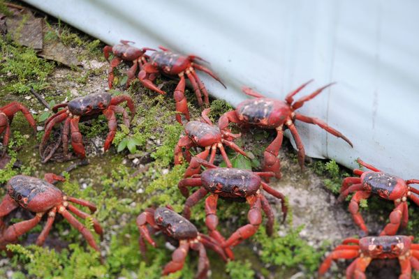 Christmas Island crab migration