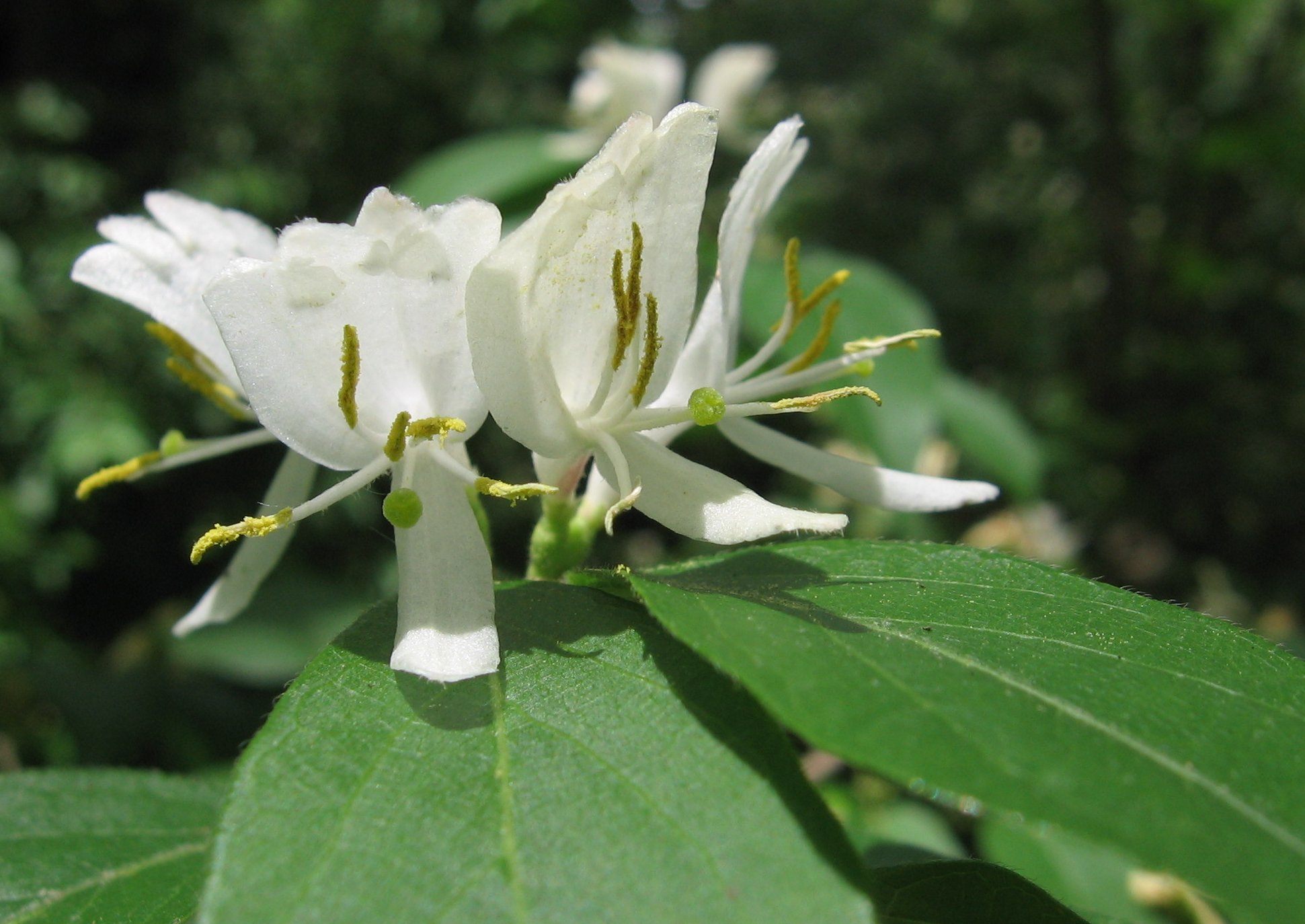 honeysuckle