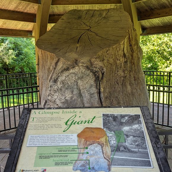 A Giant Among Giants: Exploring Maryland's Wye Oak State Park