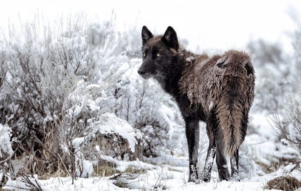 Wolves Have a Bad Reputation. One Yellowstone Naturalist Is Trying to Fix It.