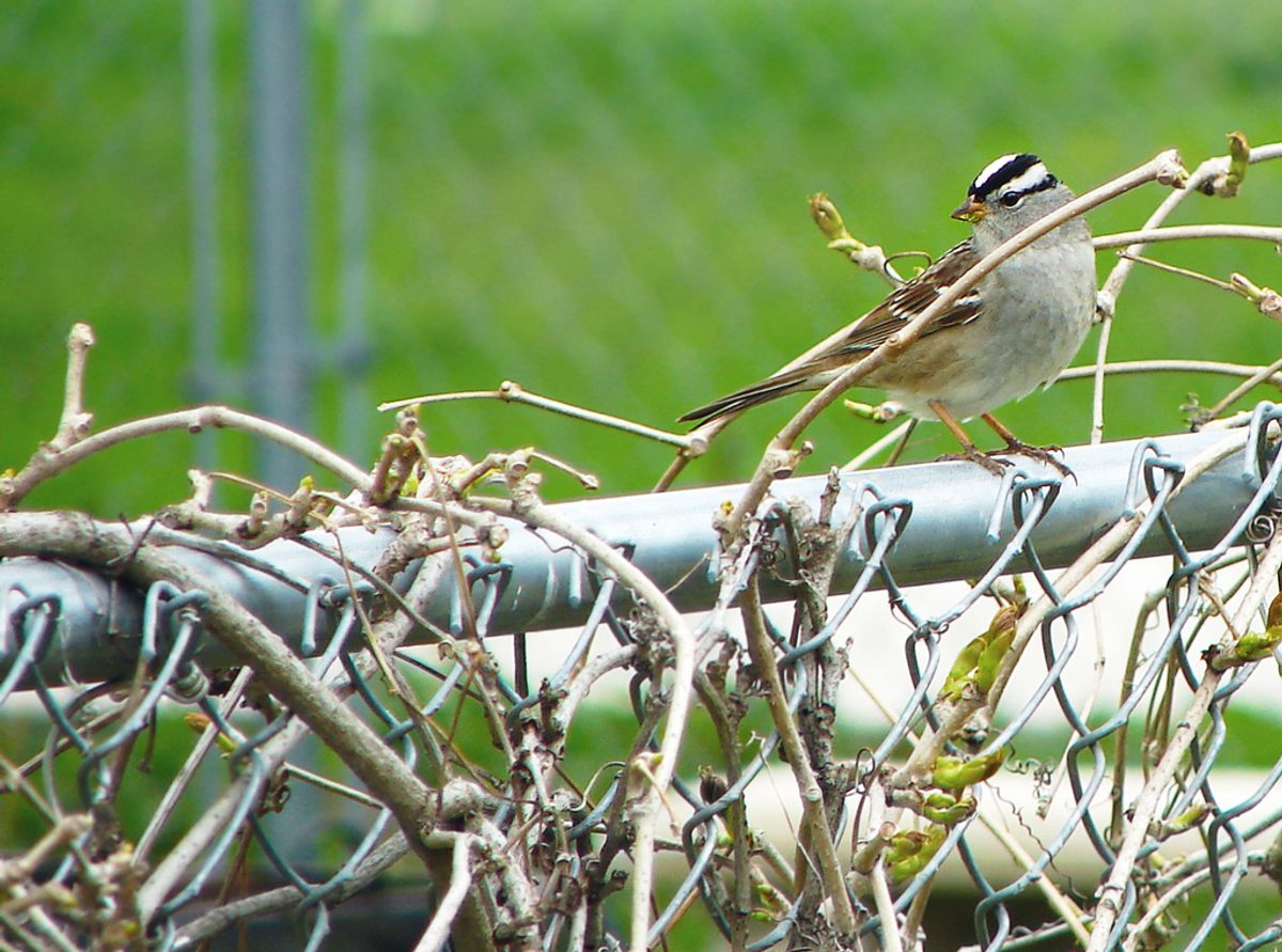 Why Do Birds Sing the Same Song Over and Over?