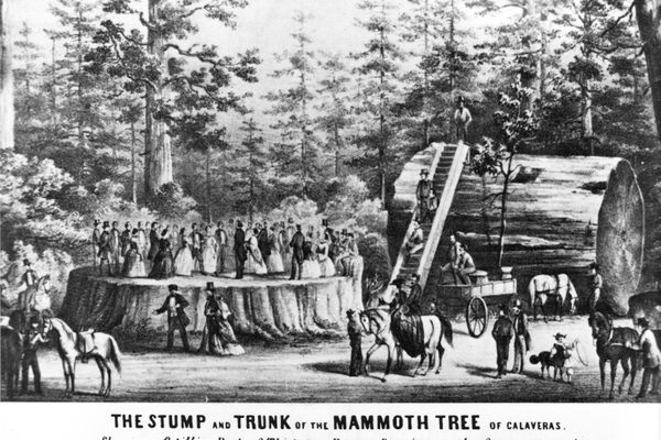 They held dances on top of the Discovery Tree's stump, among other activities. 