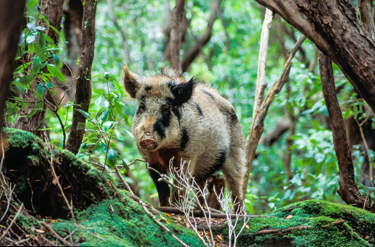 Feral pigs have caused havoc to the unique Auckland Islands environment.