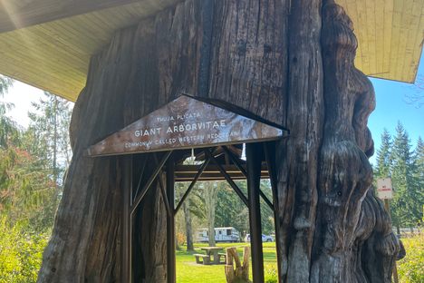 Giant Cedar Stump