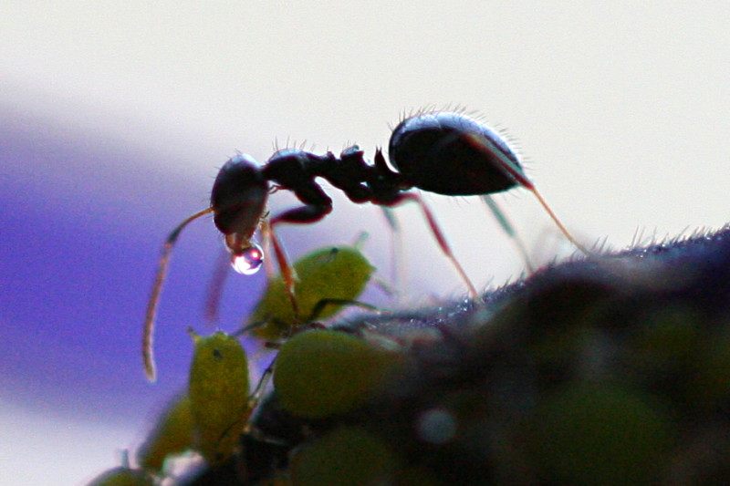 Bees aren't the only insects that like honeydew–here, an ant harvests it from an aphid.