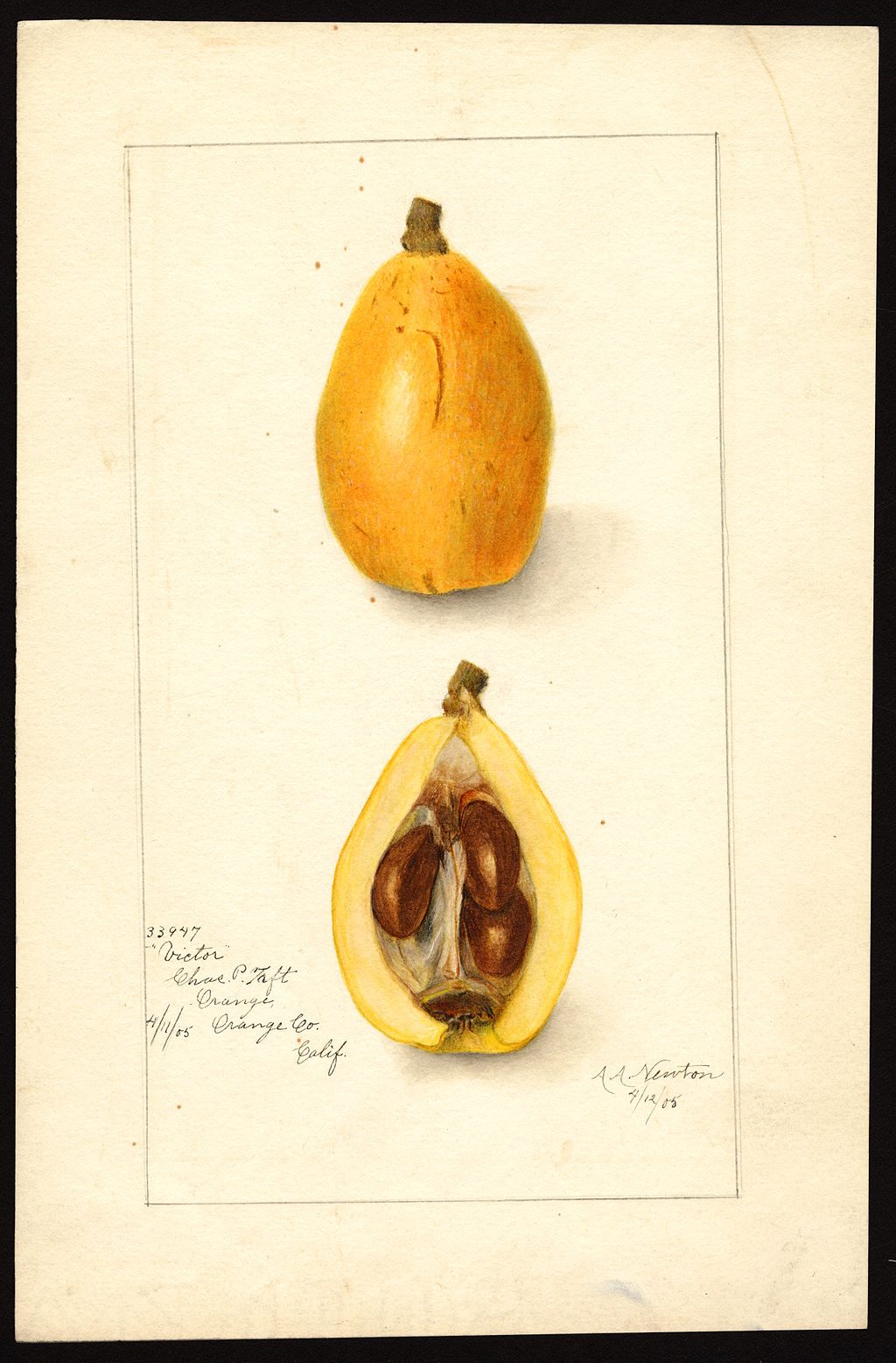 A 1905 watercolor image shows the Victor variety of loquats, with a specimen from Orange County, California.