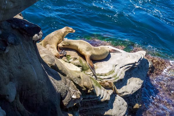 Wildlife at the sea cave 