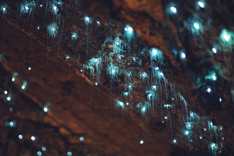 Glowworms settle in the nooks and crannies between stalactites. 
