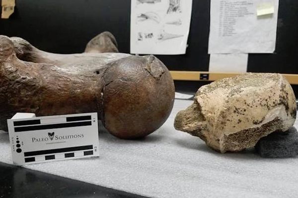 The bone on the right is the newly discovered fossil; the other is a sample sloth bone.