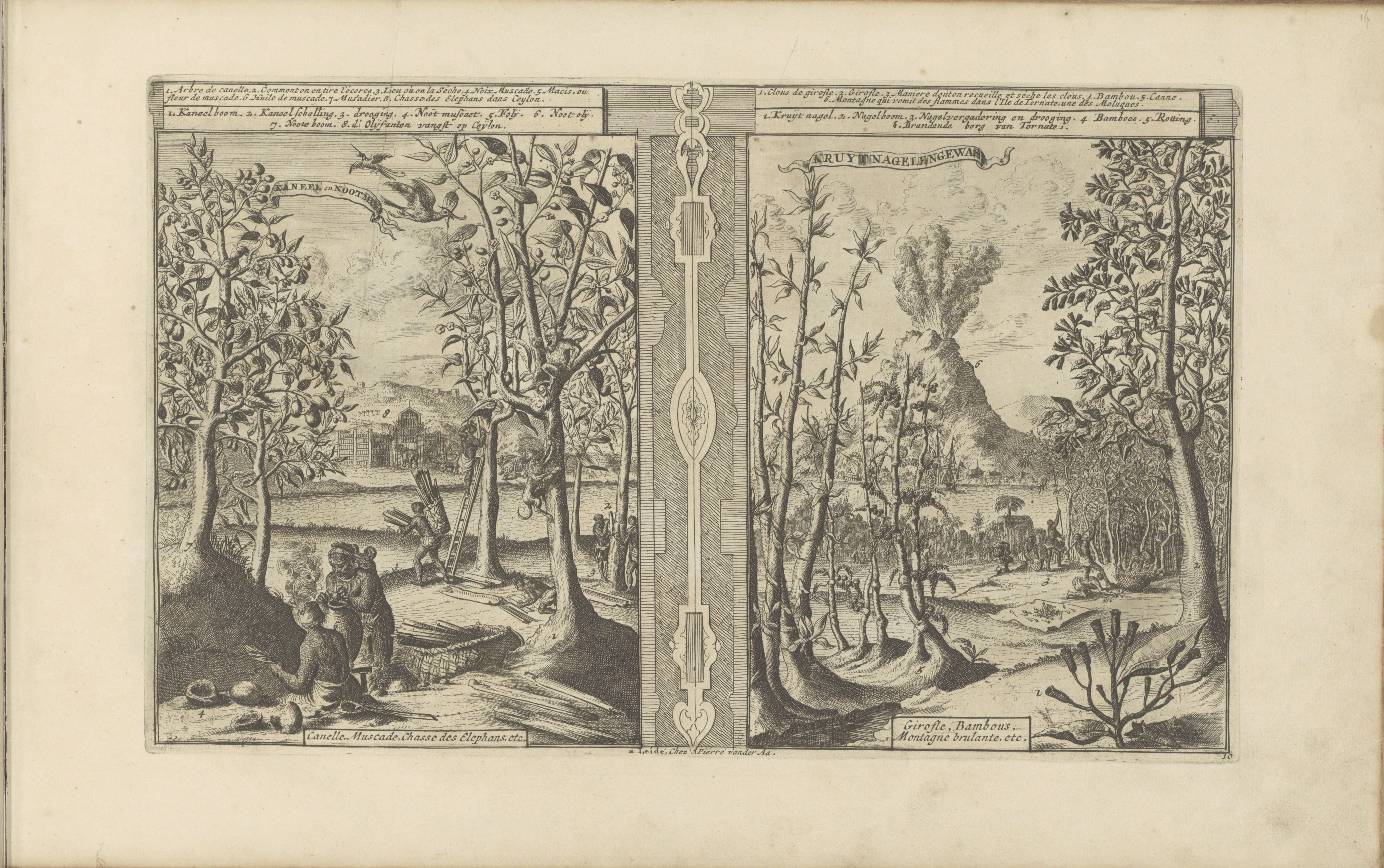 The scenes depict the harvesting of nutmeg and cinnamon in Ceylon, Sri Lanka (left) and clove in the Moluccas, Indonesia (right). The establishment of nutmeg in Ceylon contributed to the end of the nutmeg monopoly.
