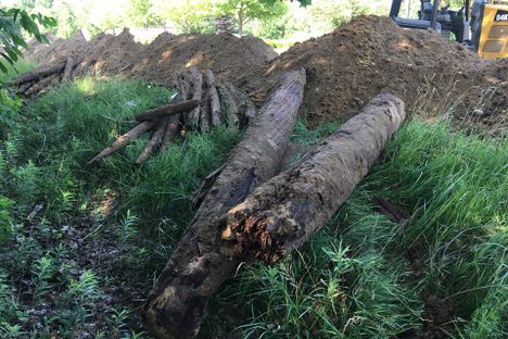 The 19th-Century Corduroy Road Uncovered in Michigan