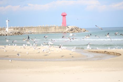 A surfer takes a small wave amid birds in flight. 