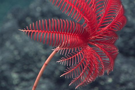 A sea lily, spotted off the Northwest Guam Seamount.
