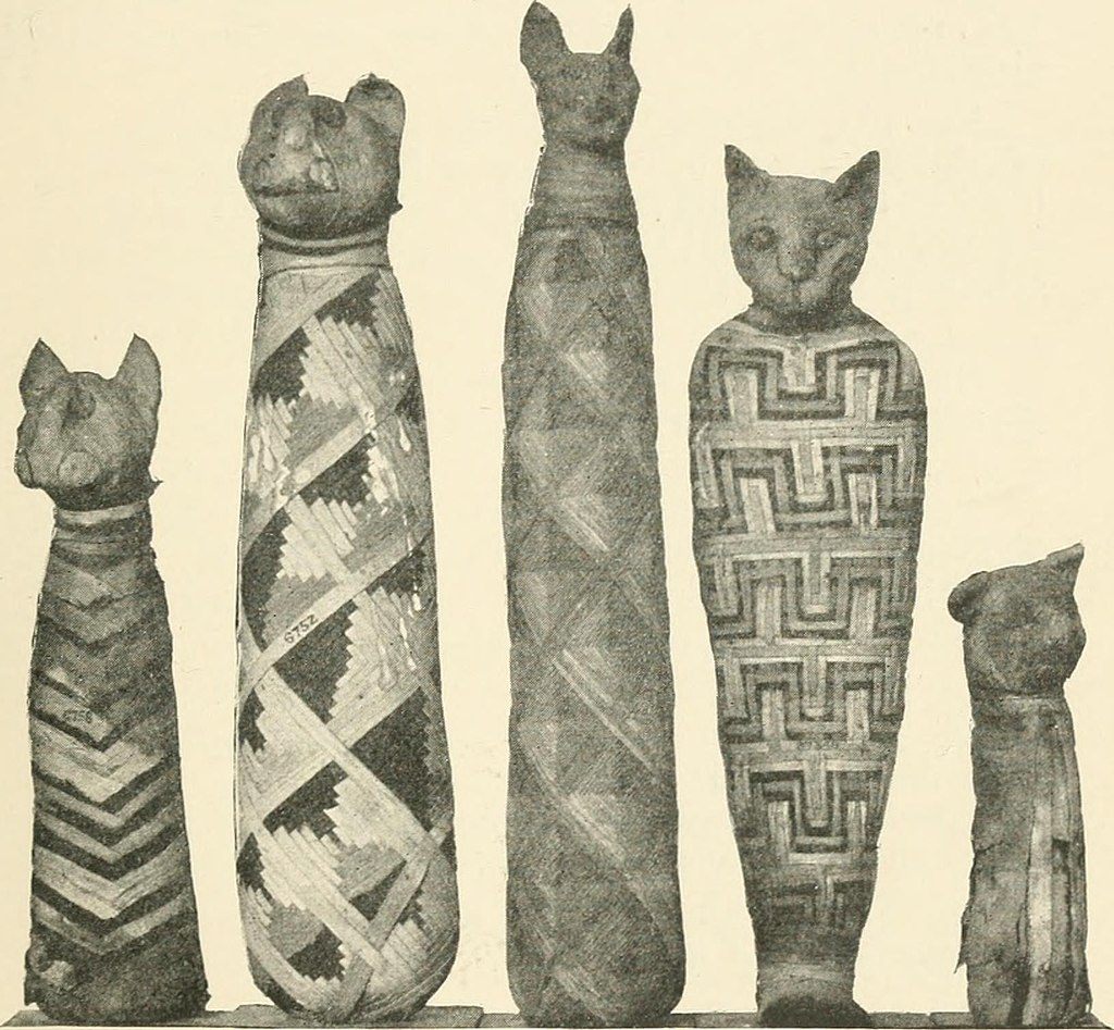 A group of mummied cats, with eyes formed of pads of linen painted and sewn onto the outerwrapping. 