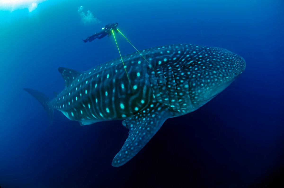 A researcher uses twin lasers mounted with a digital camera to measure a known length to later calculate the overall length of a whale shark.