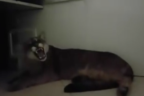 Found: A Puma Under the Desk