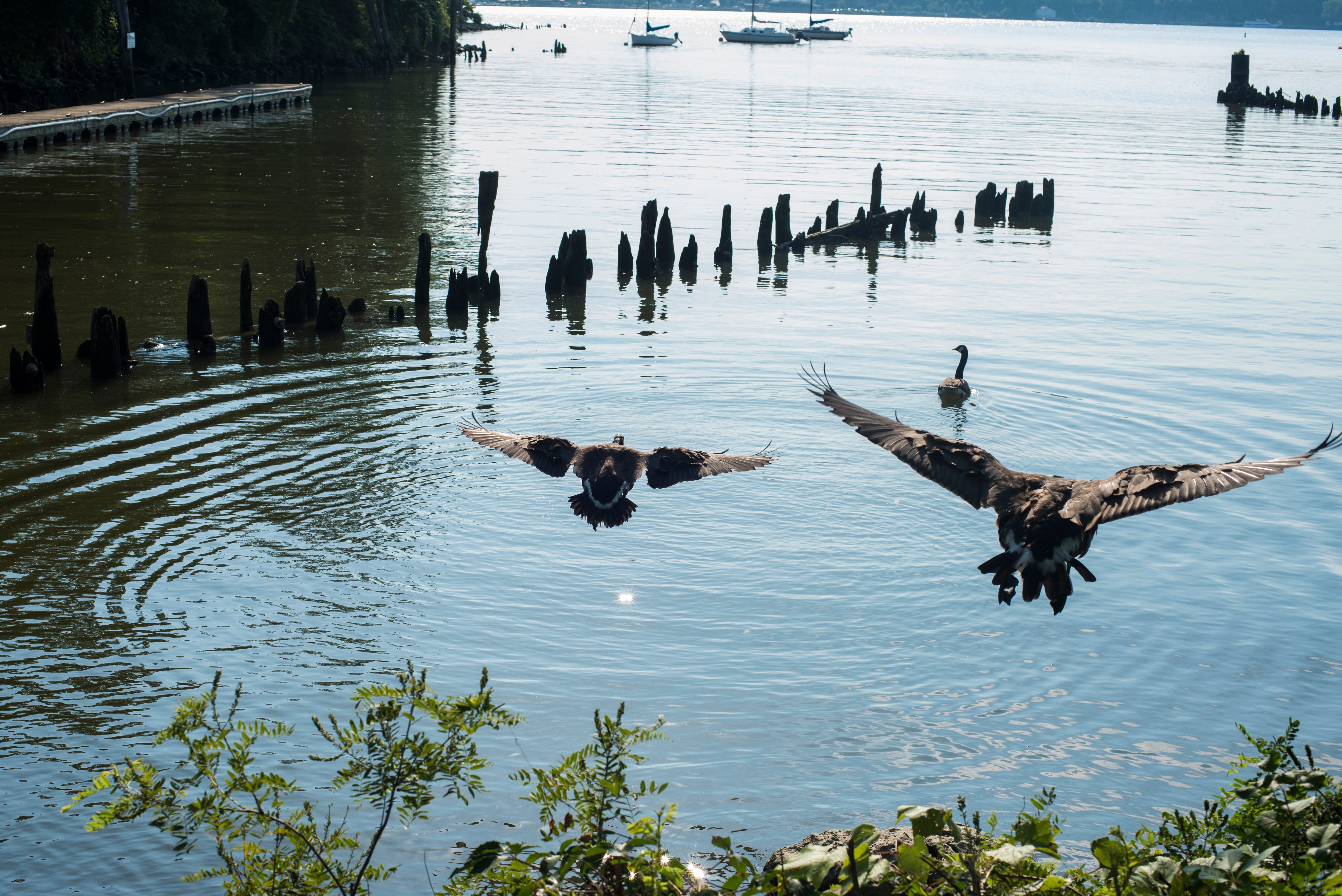Canada Geese greet guests at Pollepel Island. 