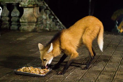 A maned wolf at Santuário do Caraça.