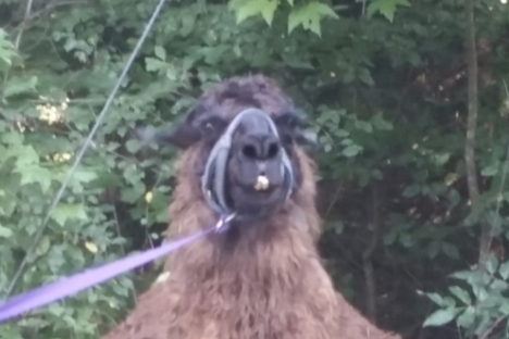 The llama's face.