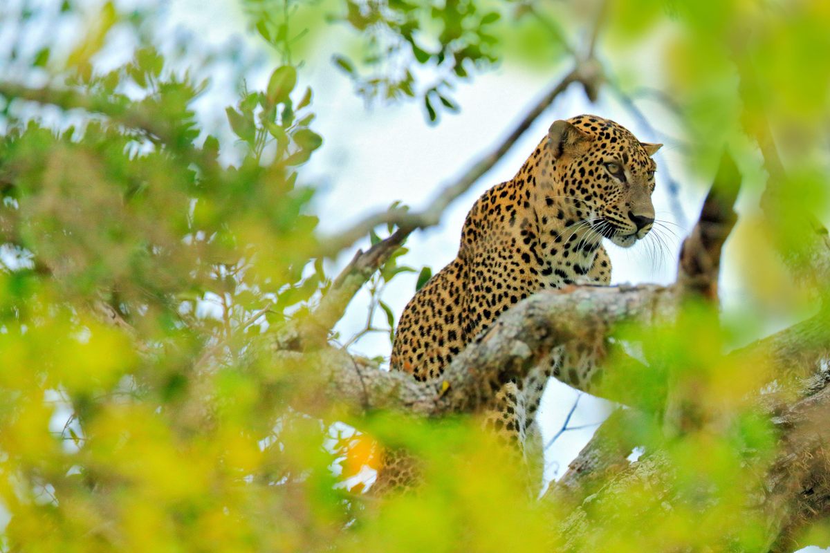 Queen Kuweni was said to stalk the nightmares of King Vijaya's nephew, Panduwas, in the form of a powerful leopardess.