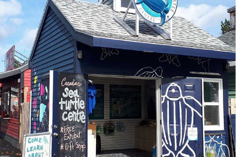 The Sea Turtle Centre
