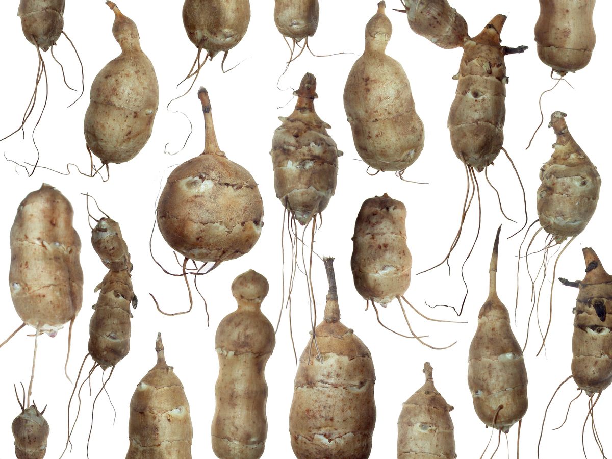 Sunchokes are all-American, too.