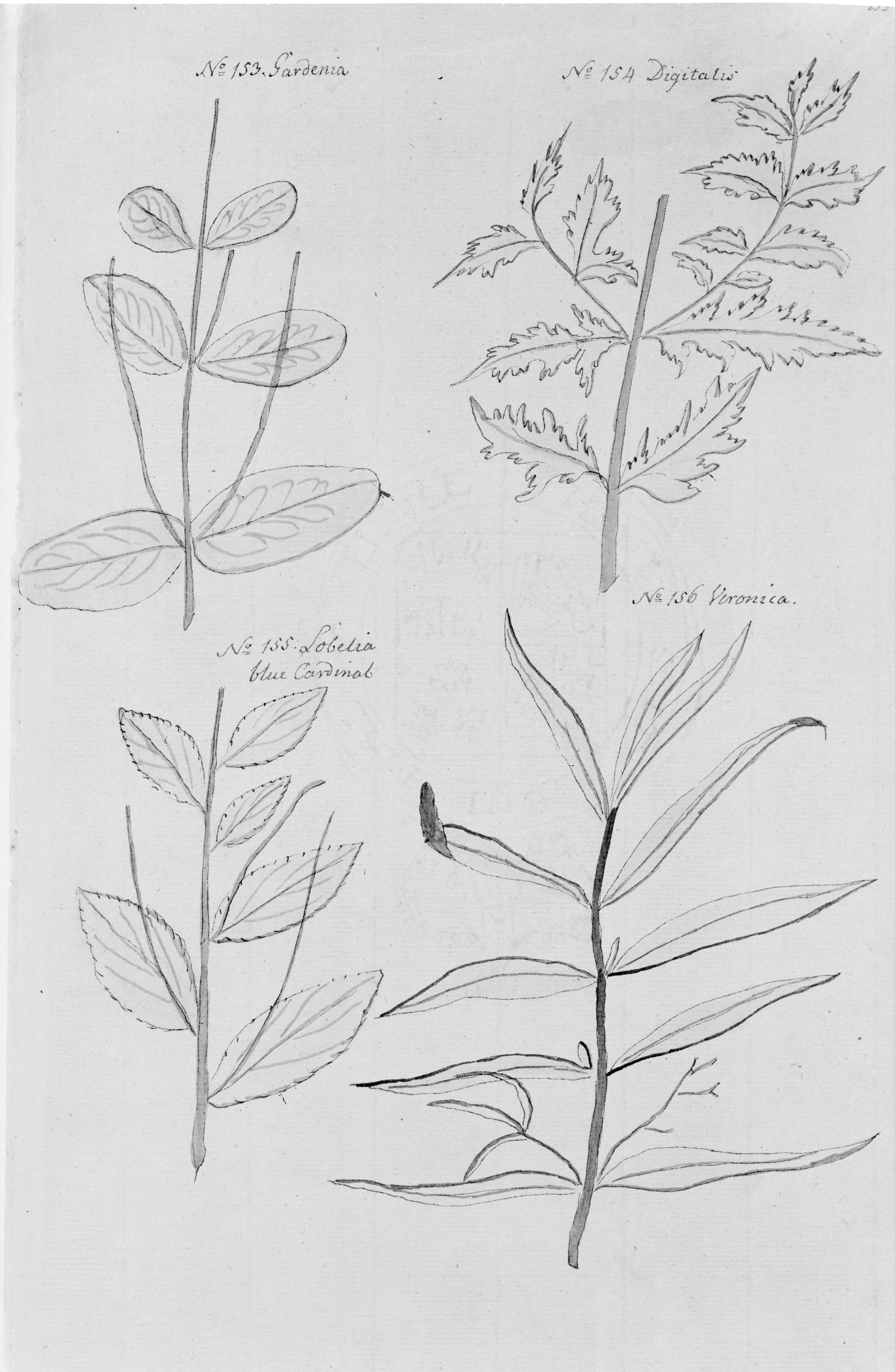 Colden's drawing of several plants, including <em>Hypericum virginicum</em>, which she labeled as "Gardenia."