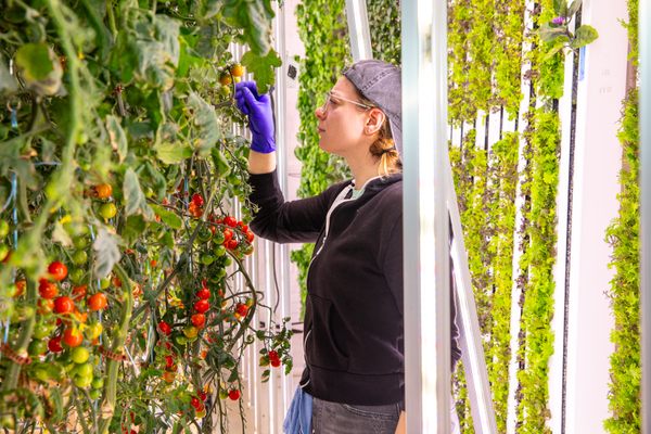 Carefully selecting house-grown veggies for diners at Farm & Market.
