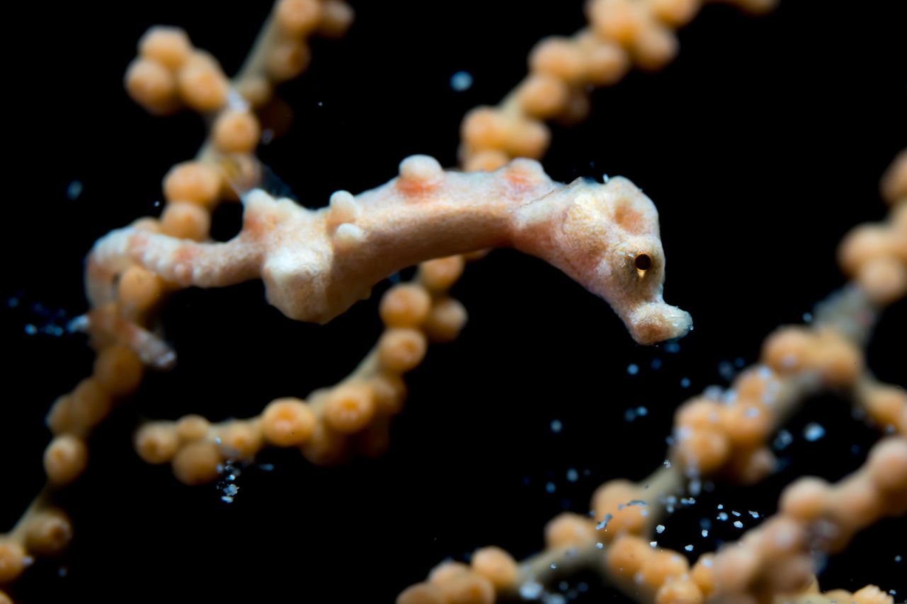 Denise's pygmy seahorse, perched in a gorgonian.