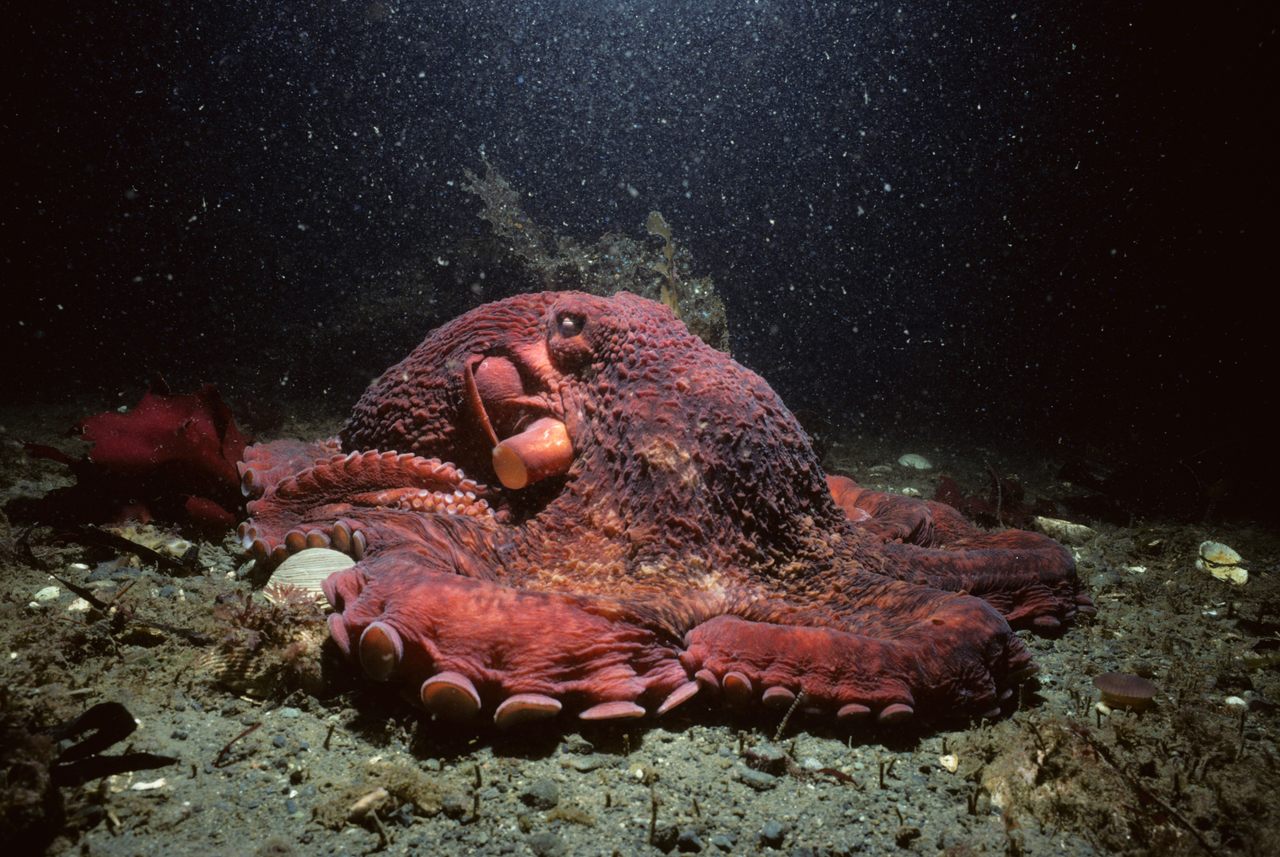 Today the giant Pacific octopus, or <em>Enteroctopus dofleini</em>, is a beloved cephalopod, but in the early 20th century, some mistook these friendly giants as terrifying man-eaters.
