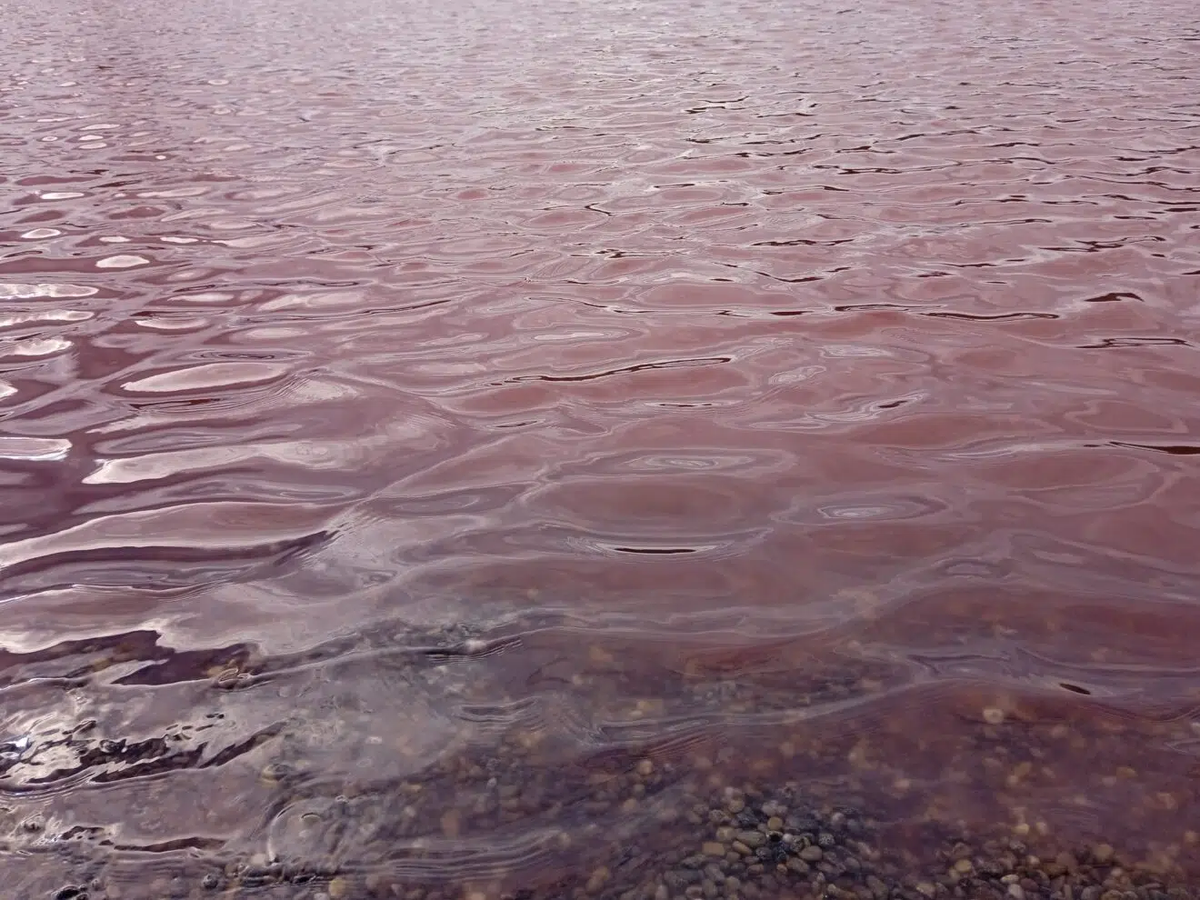 Pink Lake Pačir in Pačir