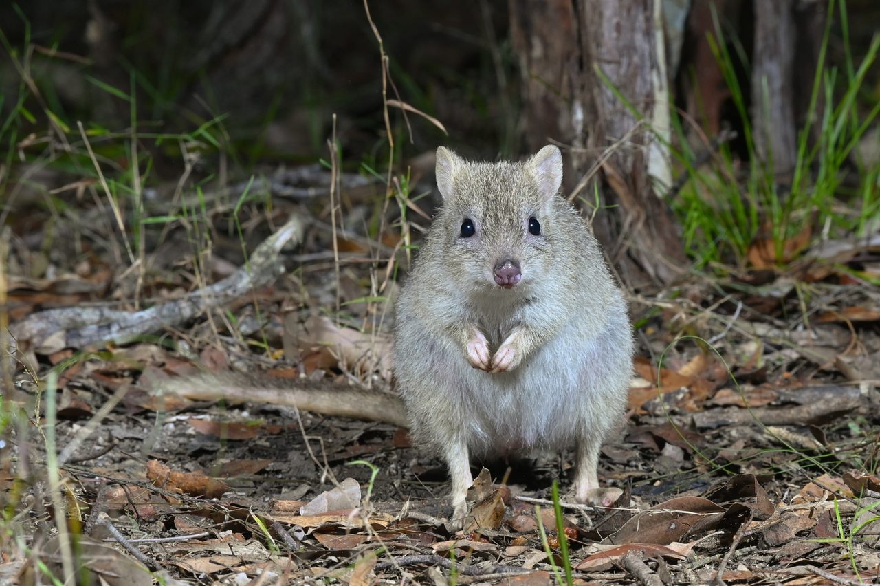 A northern bettong from a small population in Danbulla National Park in North Queensland.