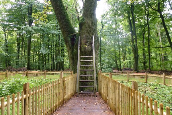 You must climb a ladder to place your letter in the Bridegroom’s Oak.