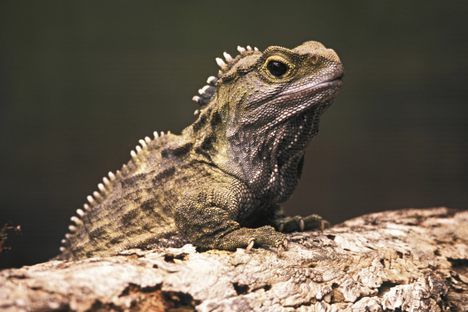 New Zealand's tuatara are the last members of Rhynchocephalia, an order of lizard-like reptiles