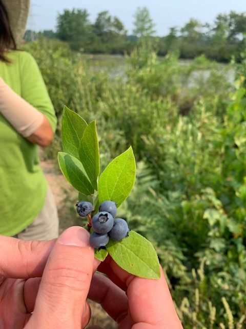 Wong shows off a tiny bunch of wild highbush blueberries.