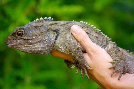 A tuatara in Wellington, New Zealand.