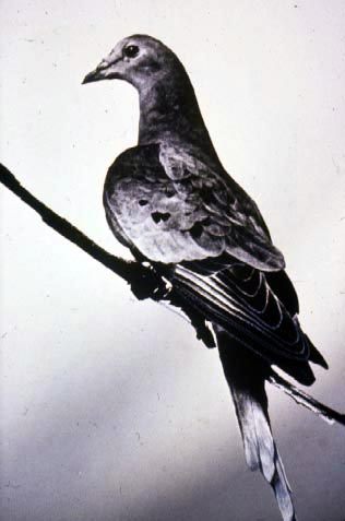 Martha in her enclosure in 1914. 