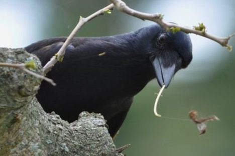 These Crows Were Discovered Crafting Tools to Reach Food