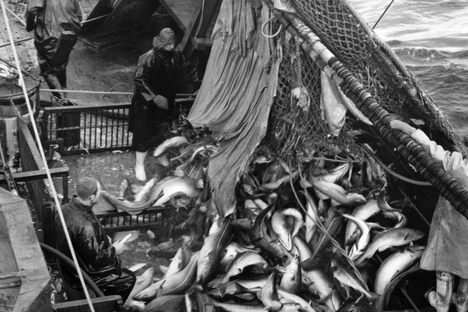 Fishermen on board a British trawler fishing off the coast of Iceland.