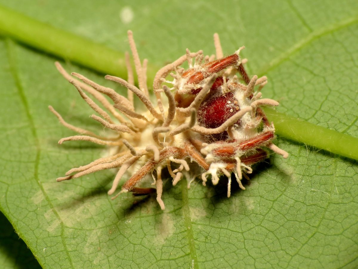 Fruiting bodies of a member of the parasitic <em>Gibellula</em> genus poke out from the exoskeleton of a spider that the fungus devoured from the inside out.