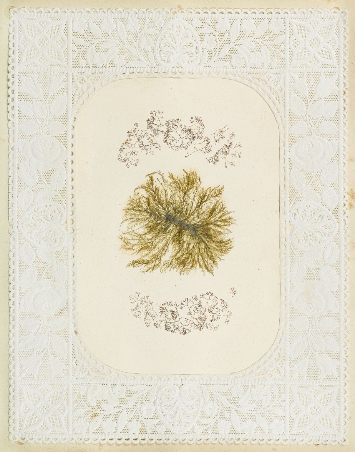 victorian seaweed scrapbook
